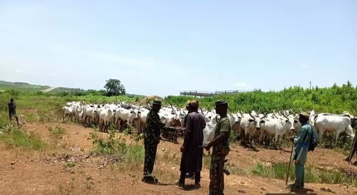 Troops Foil Cattle Rustling, Recover Over 500 Cows in Kaduna